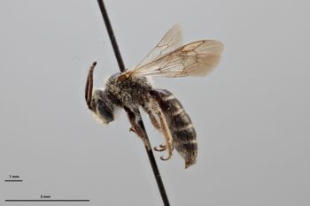 Media type: image;   Entomology 771540 Aspect: habitus lateral view